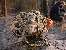 16" Tracer Evo Camo 25L